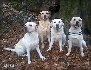 Joyful Lab's Girlies