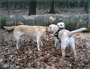 Joyful Lab's Girlies