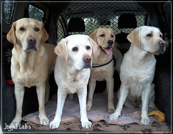 Joyful Lab's Girlies