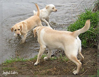 Joyful Lab's Girlies