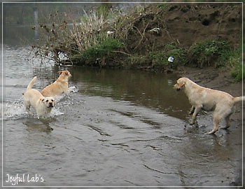 Joyful Lab's Girlies