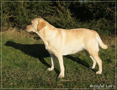 Hanna - Rosefair Joyful Girl