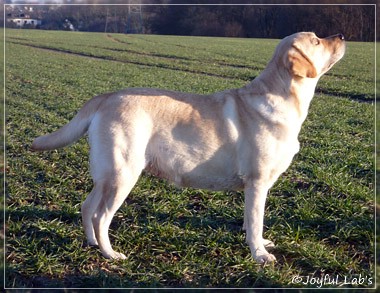 Hanna - Rosefair Joyful Girl