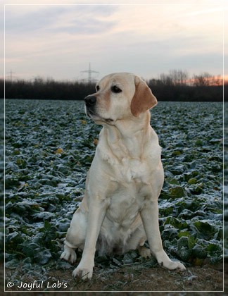 Hanna - Rosefair Joyful Girl