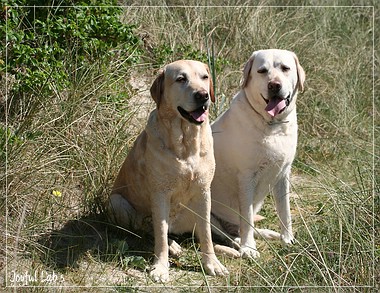 Joyful Lab's A Wurf