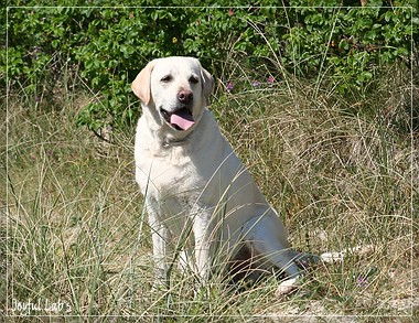 Joyful Lab's A Wurf