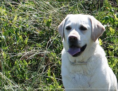 Joyful Lab's A Wurf