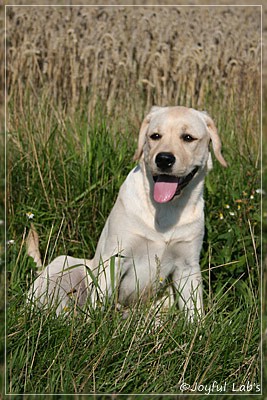 Joyful Lab's Classic Girl "Carla"