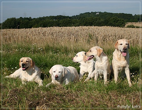 Joyful Lab's Girls - unser Quintett