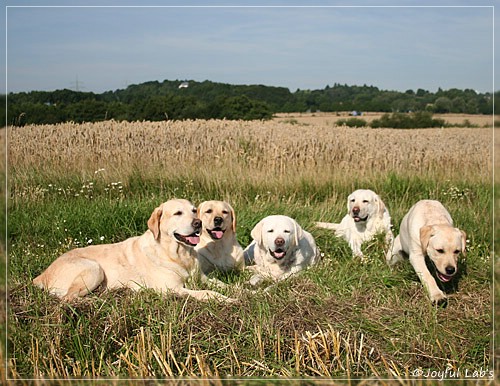 Joyful Lab's Girls - unser Quintett