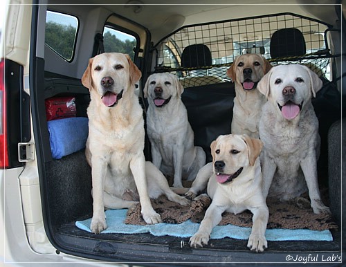 Joyful Lab's Girls - unser Quintett