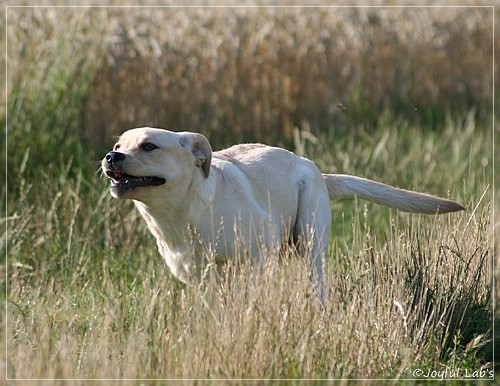 Joyful Lab's Classic Girl "Carla"