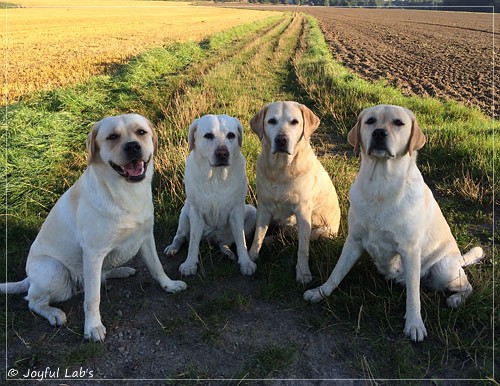 Die Joyful Lab's Girls