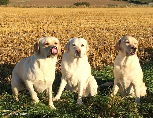 Die Joyful Lab's Girls