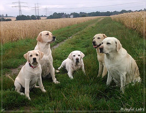 Joyful Lab's Girls - unser Quintett