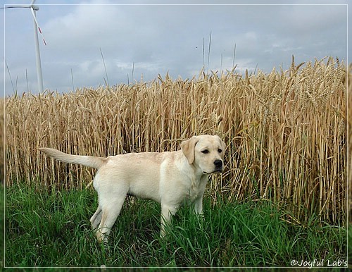 Joyful Lab's Classic Girl "Carla"