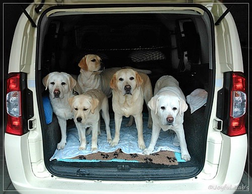 Joyful Lab's Girls - unser Quintett