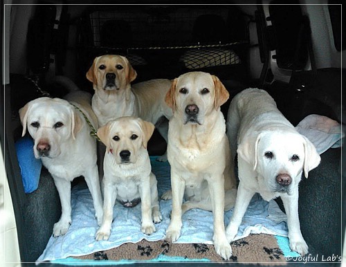 Joyful Lab's Girls - unser Quintett