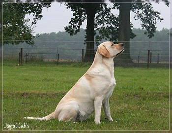 Hanna - Rosefair Joyful Girl