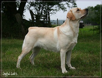 Hanna - Rosefair Joyful Girl