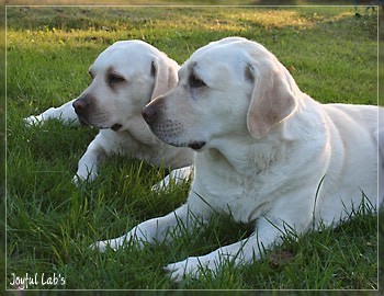 Joyful Girls im Urlaub