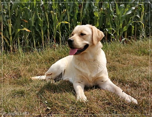 Joyful Lab's Eye-Catching Girl - Tilda -