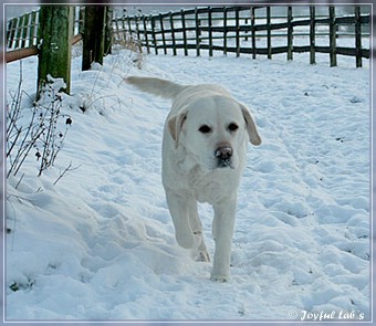 Joyful Lab's Trio