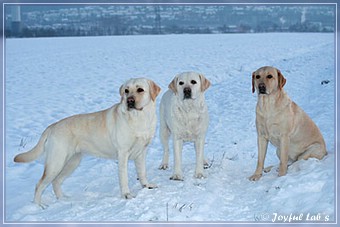 Joyful Lab's Trio