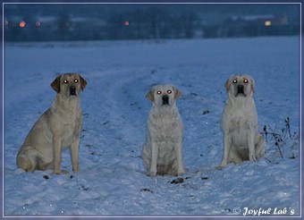 Joyful Lab's Trio