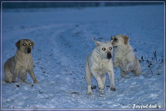 Joyful Lab's Trio