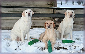 Joyful Lab's Trio