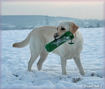 Joyful Lab's Trio