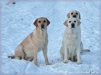 Joyful Lab's Trio