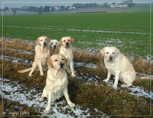 Die Joyful Lab's Girls