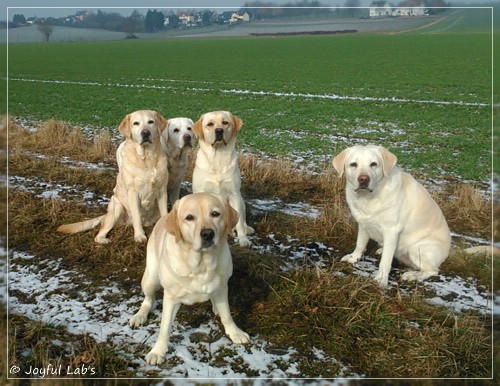 Die Joyful Lab's Girls