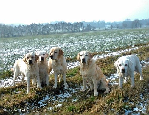 Die Joyful Lab's Girls