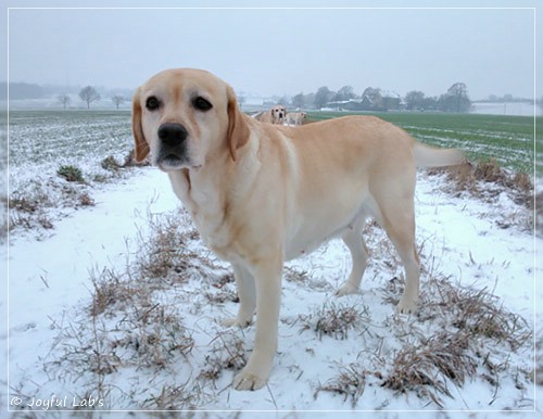 Hanna - Rosefair Joyful Girl