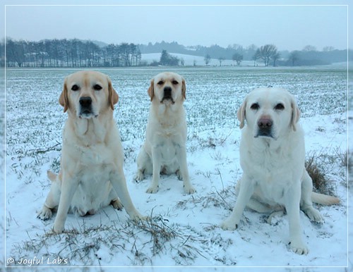 Die Joyful Lab's Girls