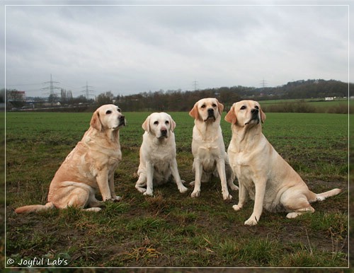 Die Joyful Lab's Girls