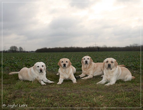 Die Joyful Lab's Girls