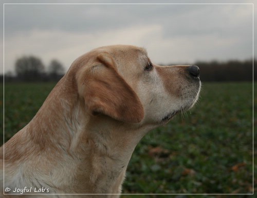 Hanna - Rosefair Joyful Girl