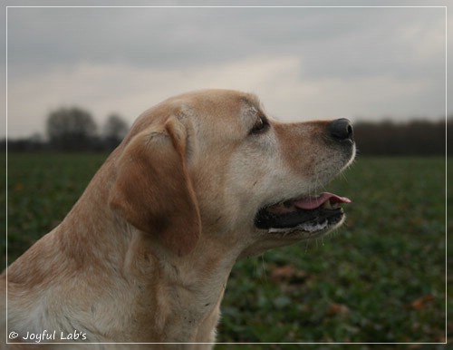 Hanna - Rosefair Joyful Girl