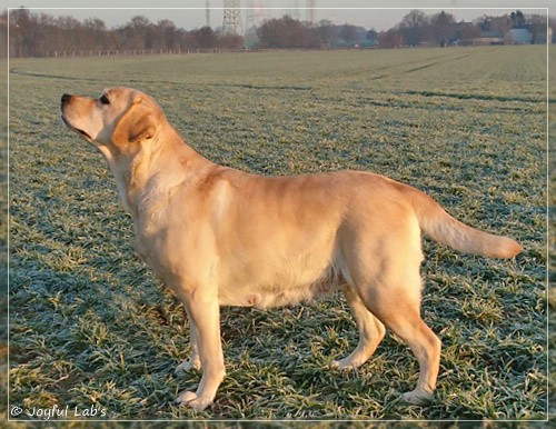 Hanna - Rosefair Joyful Girl