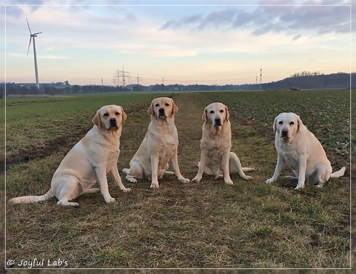 Die Joyful Lab's Girls