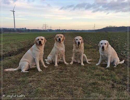 Die Joyful Lab's Girls