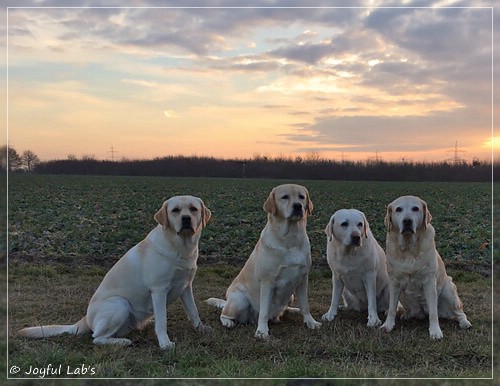 Die Joyful Lab's Girls