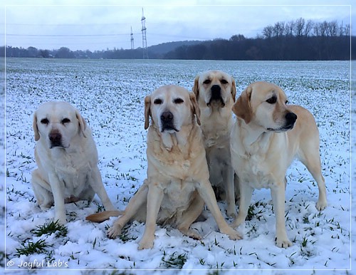 Die Joyful Lab's Girls