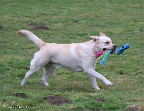 Joyful Lab's Classic Girl - Carla