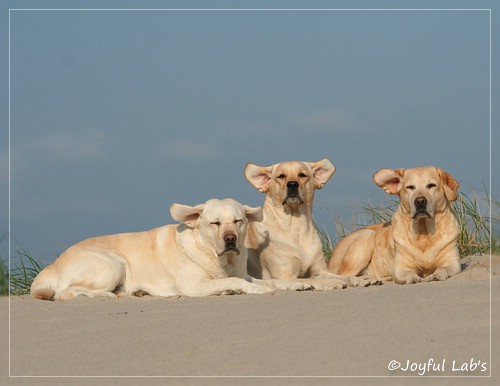 Joyful Lab's Girls in Dnemark 2014