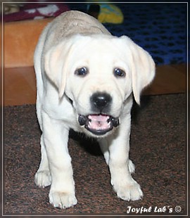 Joyful Labs Be Happy Girl "Greta"